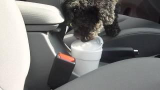 Thirsty Dog