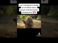 Man Saves Beaver Beaver Saves Man