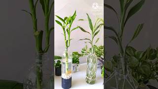Download lagu #shorts || DIY lucky bamboo best idea for house plants #luckybamboo mp3 Download lagu #shorts || DIY lucky bamboo best idea for house plants #luckybamboo mp3