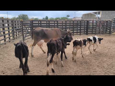 Feira de animais de Ingazeira-PE (23/10/26)