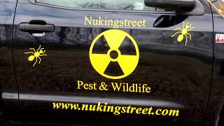 Welcome to Nukingstreet