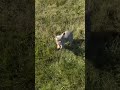 French Bulldog dogs for sale: Bella - Video 1