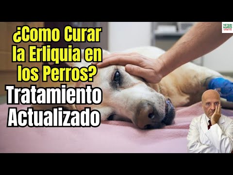 HOW TO CURE ERHIECHIA IN DOGS? 🐶🦠 UPDATED TREATMENT AND SYMPTOMS