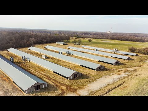 image-How much does chicken farmer cost?