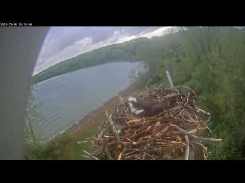 pair defend from unseen intruder 20220516 191415 20220516 192034