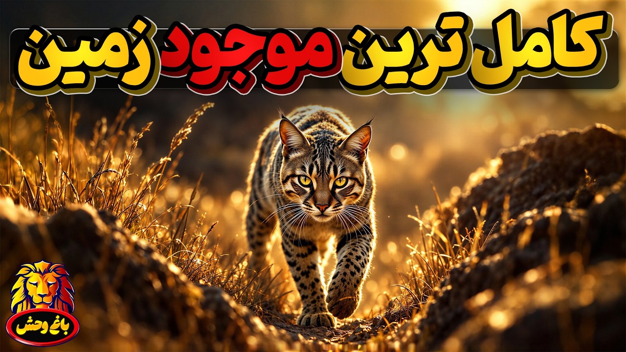 کامل ترین فرگشت و موجوداتی که به تکامل نزدیک شده اند