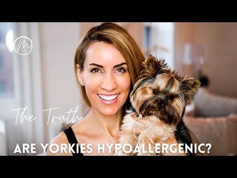 1st YouTube video about are yorkies hypoallergenic