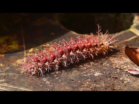 Beautiful Saturniidae caterpillar - This amazing pink creature is most likely a S. Dirphia Ursina