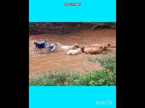 boiada carreira cai no Rio acima