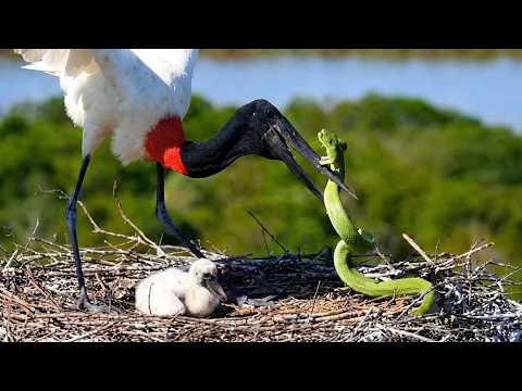 Wild Life Amazon Jungle – Mother Stork Returns Just in Time to Save Her Chick From a Deadly Intruder