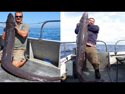 Amazing Giant Eel Fishing Skill on the Sea - Fastest Catching & Processing Eel Fish
