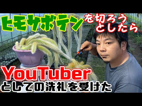 園芸 ラケットサボテンの切断