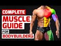 COMPLETE MUSCLE GUIDE FOR BODYBUILDERS