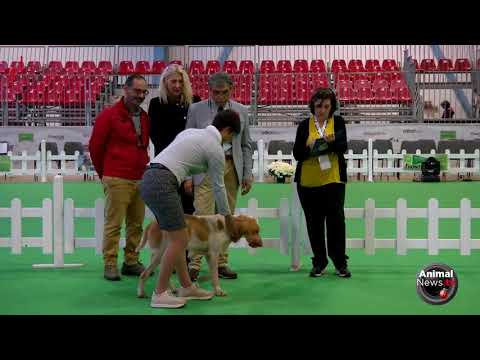 International Sedriano 2017 - Friday - Bracco Italiano