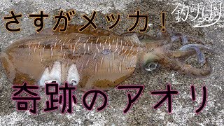 アオリ泳いでたからひっかけてみた！【釣りっぱり】