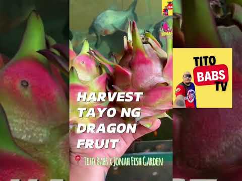 HARDEN SERYE PART 2 | DRAGON FRUIT HARVESTING