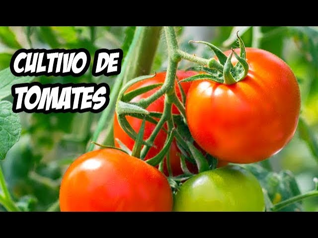Problemas Comunes en el Cultivo del Tomate