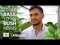 Unique Hydroponic Herb Farm Expands Into Native Alternatives Landline ABC Australia