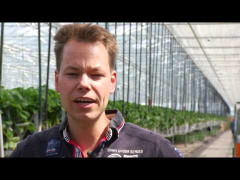 BOB RoyalBerry v2 H264