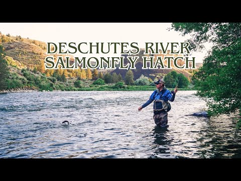 Fly Fishing the FAMOUS Salmonfly Hatch | Deschutes River