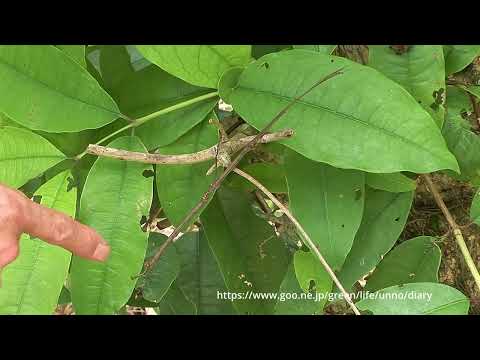 ナナフシってどんな虫