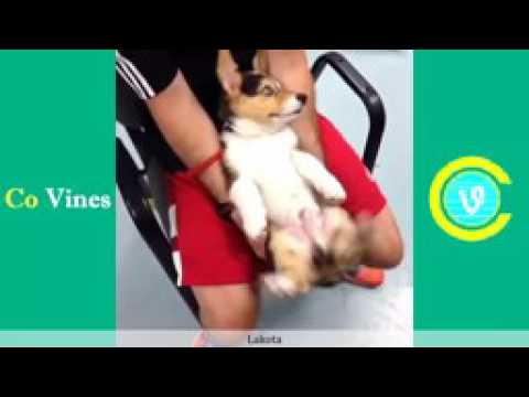 Top 100 Lakota Vines W Titles Lakota Vine Compilation 2017 Funny Vines