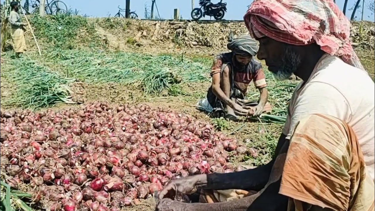 Meherpur Farmers Thrive with Sukh Sagar Onion Cultivation