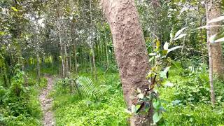 preview picture of video 'Sundarban Forest Tarabaka Range Have a Sweet travel (অনেক সুন্দর একটি মূহুর্ত)'