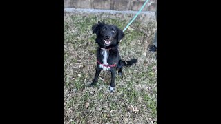 Video preview image #1 Border-Aussie Puppy For Sale in Cookeville, TN, USA