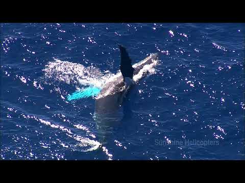 Hawaii glimpse of three main Island, Mauai, Kauai and Hawaii Island