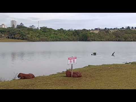 PARQUE INTERLAGOS EM RIO VERDE GOiAS BRASIL, CAPIVARAS E MARRECOS TOMANDO BANHO VD 3