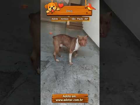 Vídeo de Zeus 