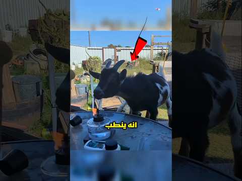 ايش الي لازم تعملة لو شفت ماعز قاعد يحرق نفسه؟ 🤯😨