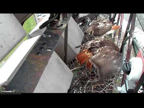 Big Red's Mate Delivers Her A Chipmunk On Red-tailed Hawk Cam – Mar 1, 2018