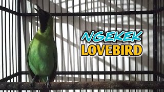 Download lagu CUCAK IJO MINI ISIAN LOVEBIRD NGEKEK-NGEKEK mp3 Download lagu CUCAK IJO MINI ISIAN LOVEBIRD NGEKEK-NGEKEK mp3