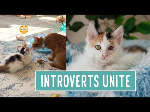 Introverts Unite — Bread and Butter 🍞🧈