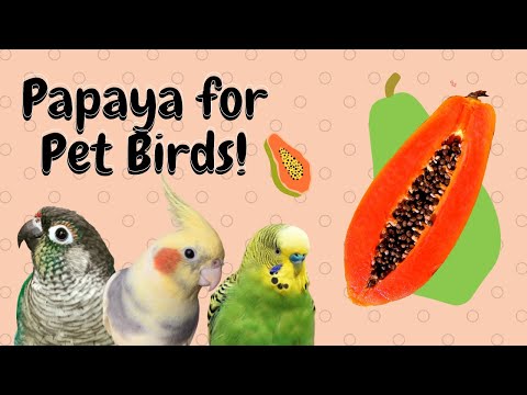 Papaya for Pet Birds | BirdNerdSophie