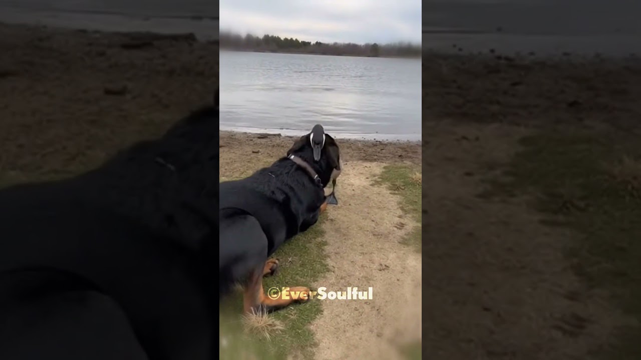Rottweiler and Goose Share a Deep Love for Each Other 💖