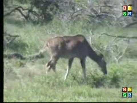 Kudu's 1.26.07 3.15pm pregnant