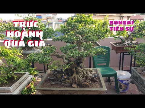 TS 1806 CÂY TRỰC HOÀNH CHẤT CHẬU GIÀ TIẾN SỰ Gài ĐÁ Cho ĐỖ KHANH Đông Anh H.Nội