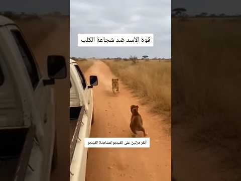 شاهد هذا الكلب الشجاع بدافع عن  عائلة ضد أسد جائع #حيوانات_اليفه #حيوانات_مفترسه #ترند