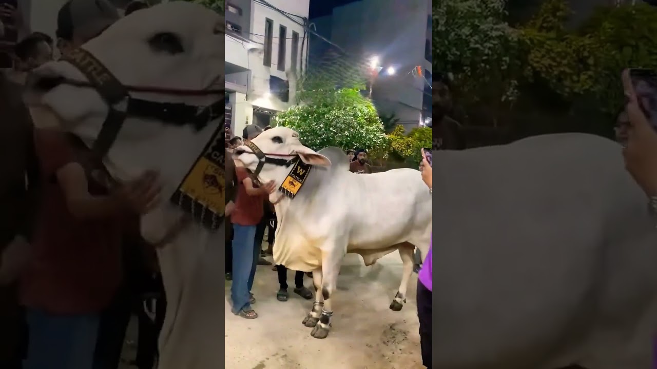 GIANT BAKRA SEASON 2026