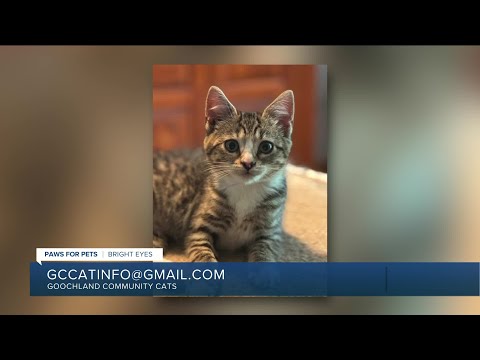 Paws for Pets: Bright Eyes, a petite kitten who is energetic & loves being held! - YouTube