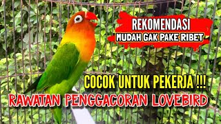 Download lagu Penggacoran lovebird bikin ngekek gak pake ribet mp3