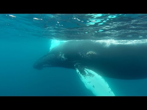 GoPro: Snorkeling With Humpback Whales