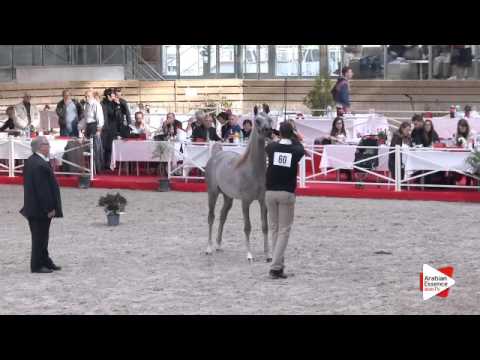 N.60 ZEUS E. A. - DEAUVILLE 2015 - Yearling Colts (Class 6A)
