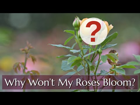 Why Won't my Roses Bloom?