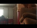 Cat Jumps Off Couch