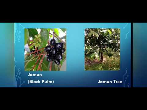 Jamun information by Tejashree Pandhare of Shivajirao S Jondhle College of Pharmacy, Asangaon.
