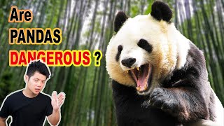 Are Pandas Dangerous Yes, yes they are.